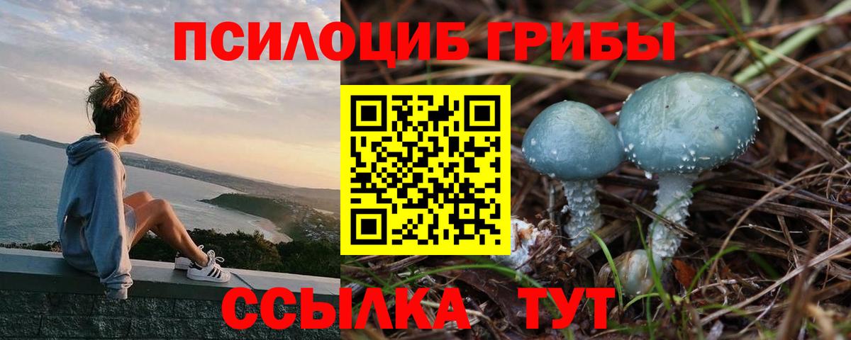 Псилоцибиновые грибы Psilocybine cubensis Камень-на-Оби